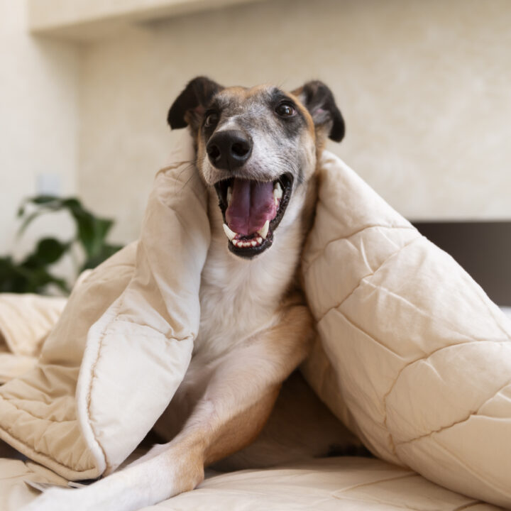 perro-galgo-sonriente-acostado-cama